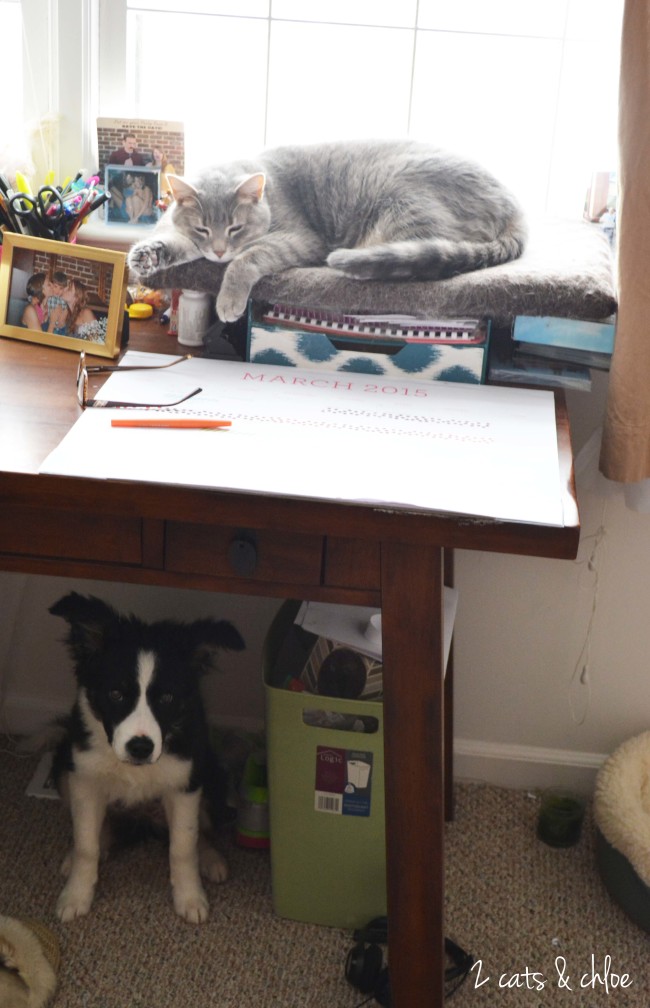 2 cats & chloe: WOW your cat after getting a puppy