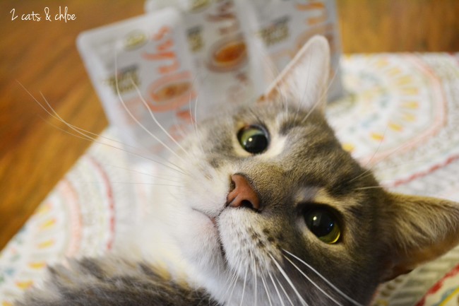 2 cats & chloe: fancy feast cat rockie with broths