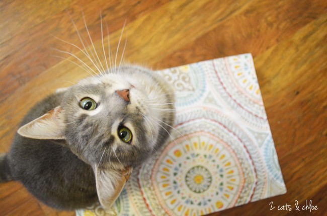 2 cats & chloe: Wow your cat with fancy feast!