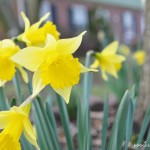 2 cats & chloe: spring daffodils blooming