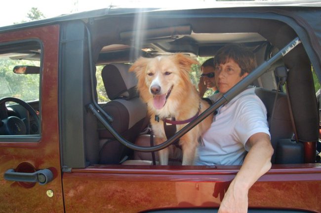 2 cats & chloe: GrandPup // jeep dog