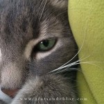 2 cats & chloe: Green eyes Caturday