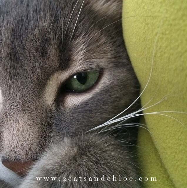 2 cats & chloe: Green eyes Caturday