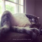Blog hop, cat linkup