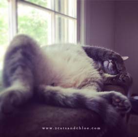 Blog hop, cat linkup