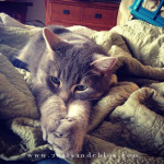 2 cats & chloe: Caturday Saturday Linkup Details