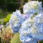 2 cats & chloe: purple hydrangeas
