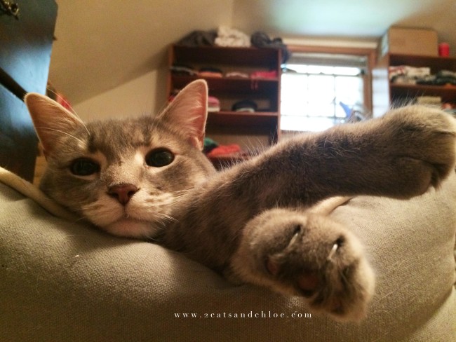 Rockie lounging on Caturday