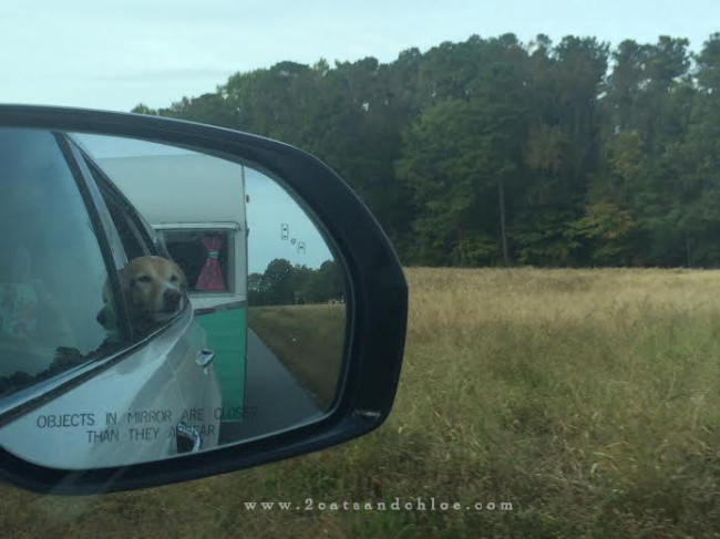 A dog, a camper in virginia